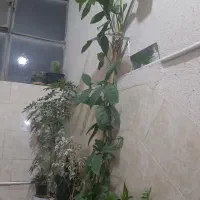 گل طبیعی سرحال