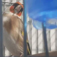 سهره ۳ ساله چونه سفید قرص بخون