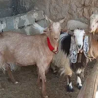 ۳راس سالار بز و کولار بز آبستن سانن و دورگ ترکی|حیوانات مزرعه|شیراز, ارم|دیوار