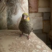 گمشده|حیوانات|رفسنجان, |دیوار