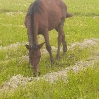 اسب ۲سال سواری|اسب و تجهیزات اسبسواری|چاف و چمخاله, |دیوار