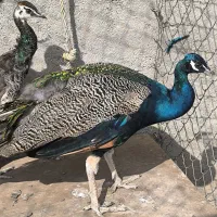 ۲ عدد طاوس نر و ماده