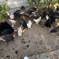فروش بوقلمون نر محلی