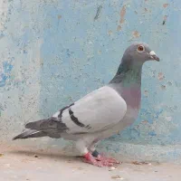 پلاکی عراق مسابقاتی درجه یک|پرنده|اهواز, کمپلو شمالی|دیوار