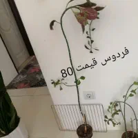 گلهای طبیعی بدلیل اسباب کشی، بلوار طلاییه|گل و گیاه طبیعی|شیراز, میانرود|دیوار