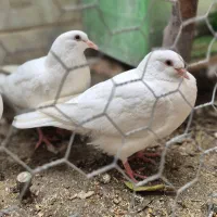 کبوتر کمیاب یوتیلیتی، سنگین‌وزن، گوشتی و جوان