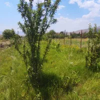 باغچه فروشی در طالقان گزینان نازرو