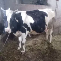 گاو شیری با گوساله نر سمنتال ۵ روزه