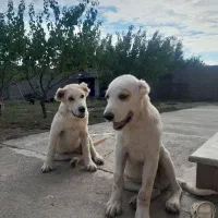 توله سگ الا بای