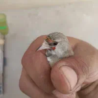 سهره ماده
