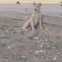 توله سگ خراسانی