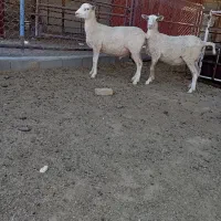 بره نر وماده لاکن|حیوانات مزرعه|اصفهان, بهارستان|دیوار