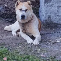 سگ نر افغانی نگهبان