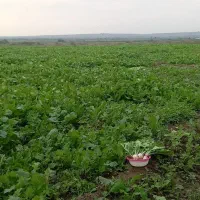 ترب سفید|عمدهفروشی|اصلاندوز, |دیوار