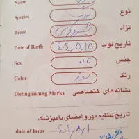 برفی خانوم|سگ|قم, شهرک مهدیه (مدرس)|دیوار