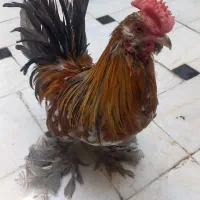 2 خروس یوکسل جوان سرحال