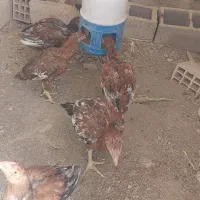 جوجه مرغ لاری|حیوانات مزرعه|سیرجان, |دیوار