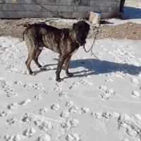 سگ از نصل ببری