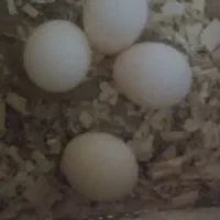 عروس هلندی جفت با تخم|پرنده|کرج, کوی امامیه|دیوار