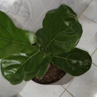 فیکوس لیراتا نژاد برگ پهن