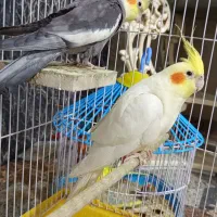 عروس هلندی نر|پرنده|زابل, |دیوار