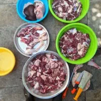 گوسفند زنده پرواری نصف‌ونصف گوشت میده|حیوانات مزرعه|قم, الغدیر|دیوار