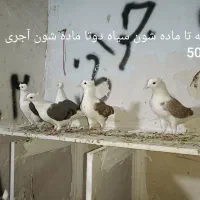 یه کوله کفتر|پرنده|بروجرد, |دیوار