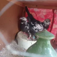 کبوتر معاوضه|پرنده|گنبد کاووس, |دیوار