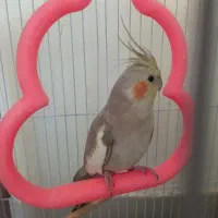 عروس هلندی ماده|پرنده|شهرضا, |دیوار