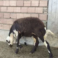 5عدد شیشک قوچ خورده اصل جنس بروجرد|حیوانات مزرعه|سیمین شهر, |دیوار