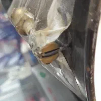 دوعدد کاسه چراغ|لامپ و چراغ|کرج, چهارصد دستگاه|دیوار