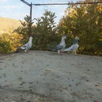 کبوتر جفتی|پرنده|پاسارگاد, |دیوار