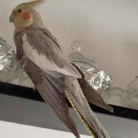 عروس هلندی ماده