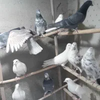 کفتر خوب .قفس .جوجه پرون غلامی