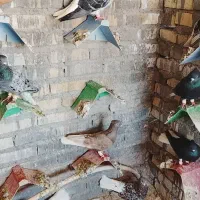 دم سفید|پرنده|حمیدیه, |دیوار