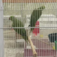 ملنگو|پرنده|قم, شهرک مهدیه (مدرس)|دیوار