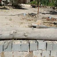 تنه خشک درخت جهت ذغال|خدمات باغبانی و درختکاری|پردیس, کمرد|دیوار