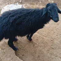 قوچ سیاه سیمی