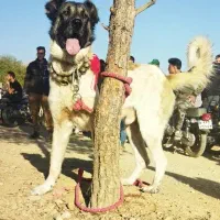 توله سگ سرابی ذات قدیم|سگ|مبارکه, |دیوار