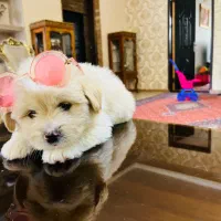 سگ پودل کراس ۲ ماهه|سگ|اردبیل, |دیوار