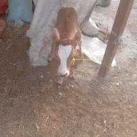 فروش گاو باگوساله ماده سمینتال|حیوانات مزرعه|میناب, |دیوار