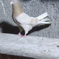 یجفت کبوتر زرده نروماده پرش بالا