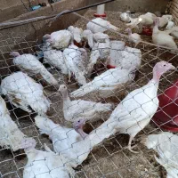 فروش جوجه بوقلمون بیوتی۶ گوشتی