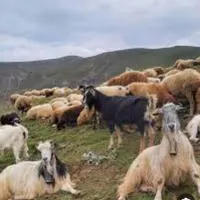 بزرگترین مرکز فروش گوسفند درمشهد|حیوانات مزرعه|مشهد, آزادشهر|دیوار