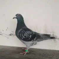 کبوتر پلاکی آلمانی مسافتی.پرشی . پولکی چاپی .سبز|پرنده|مشهد, آزادشهر|دیوار
