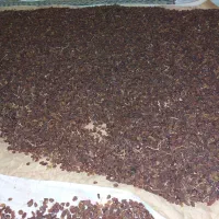 کشمش درجه 1|خوردنی و آشامیدنی|کرمانشاه, |دیوار