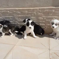 واگذاری رایگان|سگ|شاهرود, |دیوار