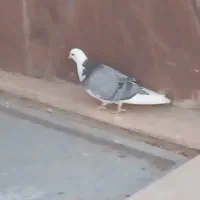 کفتر تهرانی به شرط پرش معاوضه با شهرستانی