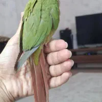 گیرینچیک نر جوان فوق العاده دستی.