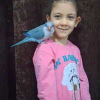 یک عدد طوطی راهب آبی گمشده